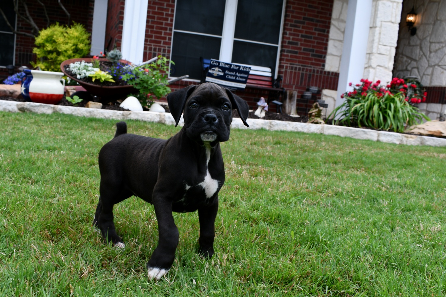 AKC Black Boxer Champion Boxer Puppy For Sale In Texas Boxer Breeder